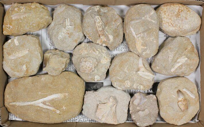 Flat: Cretaceous Marine Vertebrate Fossils - Pieces #81327